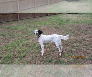 English Setter Puppy for sale in POPLAR BLUFF, MO, USA