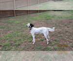 Small Photo #1 English Setter Puppy For Sale in POPLAR BLUFF, MO, USA