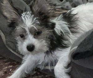 Yorkshire Terrier Puppy for sale in GREENVILLE, PA, USA