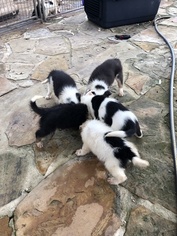 Border Collie Puppy for sale in NEW BRAUNFELS, TX, USA