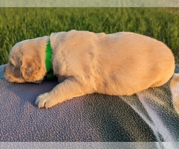 Medium Photo #3 Golden Retriever Puppy For Sale in WOOSTER, OH, USA