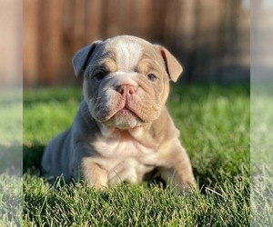 English Bulldog Puppy for sale in PUYALLUP, WA, USA