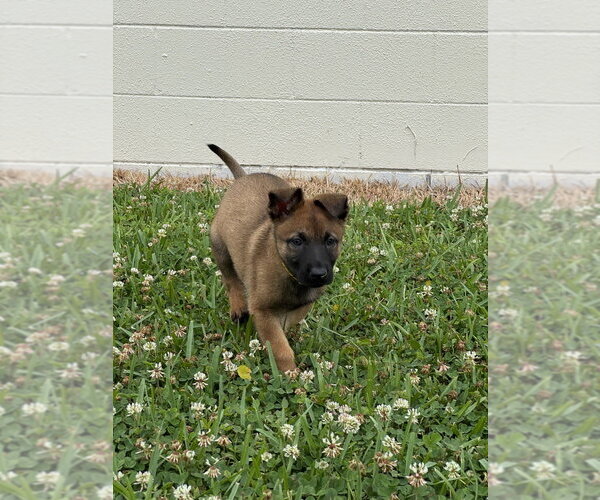 Medium Photo #4 Mutt Puppy For Sale in Imlay City, MI, USA