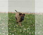 Small #3 Mutt