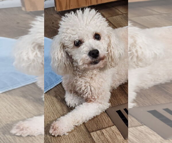 Medium Photo #3 Mutt Puppy For Sale in Walnutport, PA, USA