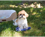 Small #4 Shih Tzu