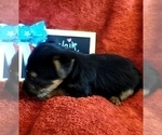 Small #19 Yorkshire Terrier