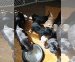 Small Photo #12 Goldador Doodle Puppy For Sale in GIBSONVILLE, NC, USA
