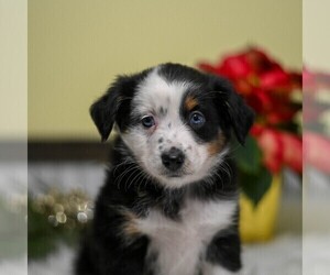 Miniature Australian Shepherd Puppy for sale in REBERSBURG, PA, USA
