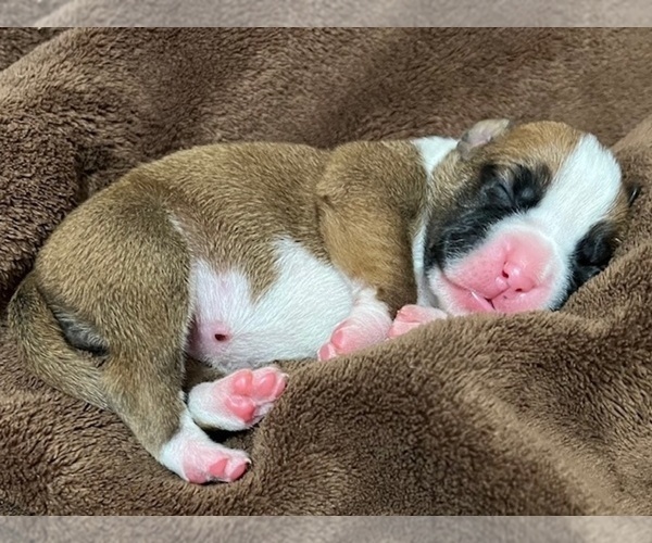 Medium Photo #33 Boxer Puppy For Sale in PONTOTOC, MS, USA