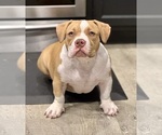 Small #3 American Bully