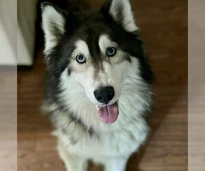 Siberian Husky Dogs for adoption in Spring Lake, NC, USA