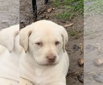 Small Photo #20 Labrador Retriever Puppy For Sale in BANDERA, TX, USA