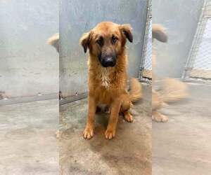 Retriever -Unknown Mix Dogs for adoption in Frenchburg, KY, USA
