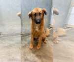 Small Retriever  Mix