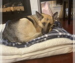 Small #3 German Shepherd Dog