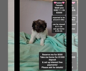 Maltipoo (Toy) Puppy for sale in TUCSON, AZ, USA