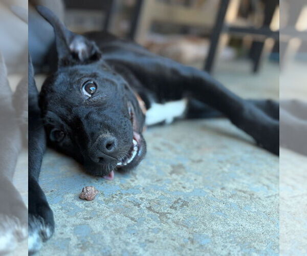 Medium Photo #19 Labrador Retriever-Unknown Mix Puppy For Sale in OKLAHOMA CITY, OK, USA