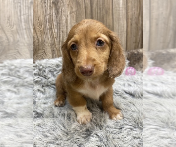 Medium Photo #14 Dachshund Puppy For Sale in MYRTLE, MO, USA