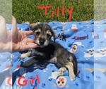 Small Photo #2 Chizer Puppy For Sale in MONTEZUMA, GA, USA