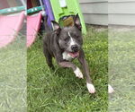 Small #5 American Pit Bull Terrier Mix