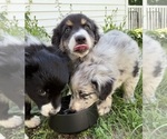 Small #7 Australian Shepherd