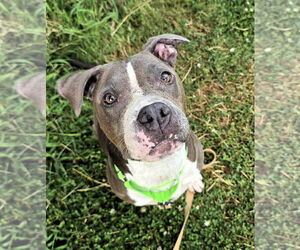 Mutt Dogs for adoption in Shelburne, VT, USA