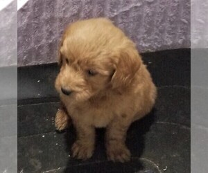 Goldendoodle-Poodle (Miniature) Mix Puppy for sale in ARTHUR, IL, USA