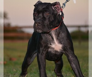 Cane Corso Puppy for sale in RICHMOND, TX, USA