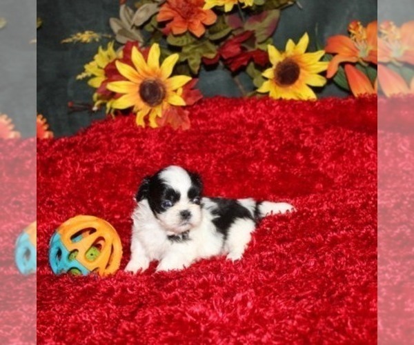 Medium Photo #1 Shih Tzu Puppy For Sale in THAYER, KS, USA