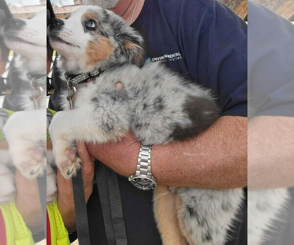 Medium Photo #4 Australian Shepherd-Unknown Mix Puppy For Sale in Grafton, WI, USA