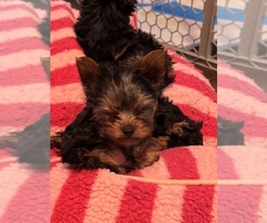 Yorkshire Terrier Puppy for sale in BROOKHAVEN, MS, USA