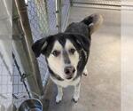 Small #2 Siberian Husky Mix