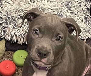 American Pit Bull Terrier Puppy for Sale in TACOMA, Washington USA