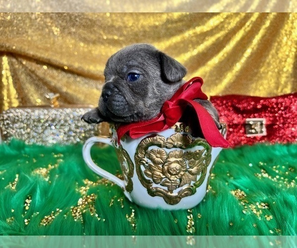 Medium Photo #74 French Bulldog Puppy For Sale in HAYWARD, CA, USA
