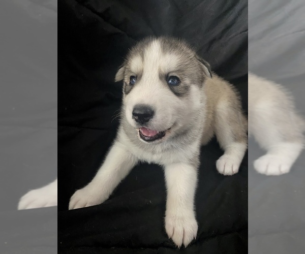 Medium Photo #2 Siberian Husky Puppy For Sale in FORNEY, TX, USA