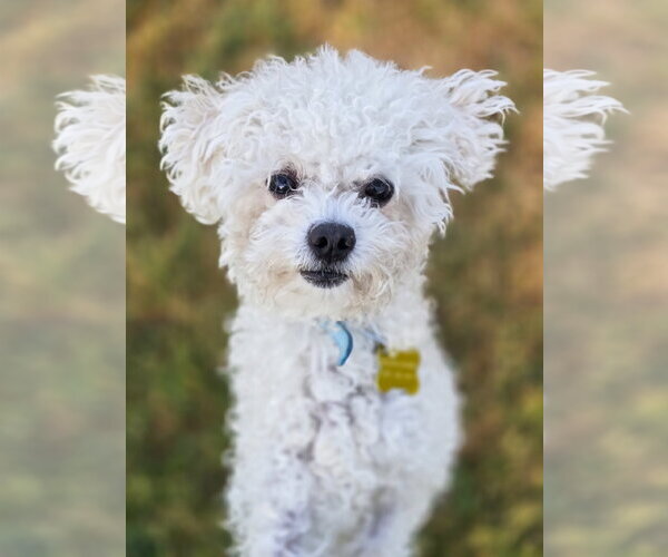 Medium Photo #2 Mutt Puppy For Sale in Sandy, UT, USA
