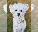 Small #1 Mutt