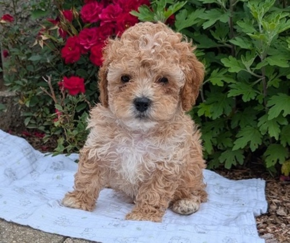 Medium Photo #7 Cock-A-Poo Puppy For Sale in GOSHEN, IN, USA