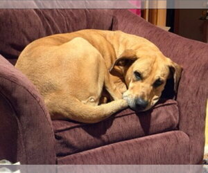 Dolly - Female Great Dane Dog for Adoption - Photo #19