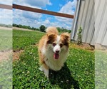 Small #3 Pomeranian Mix
