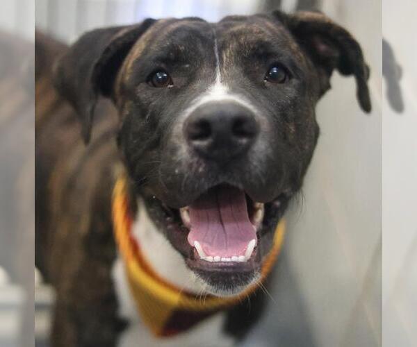 Medium Photo #1 American Staffordshire Terrier-Unknown Mix Puppy For Sale in San Antonio, TX, USA