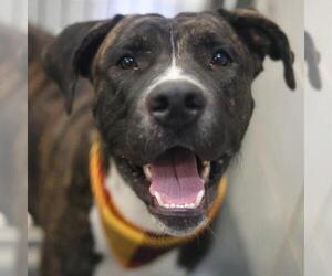 American Staffordshire Terrier-Unknown Mix Dogs for adoption in San Antonio, TX, USA