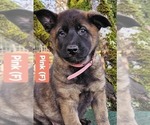 Puppy Puppy 4 pink German Shepherd Dog-Malinois Mix