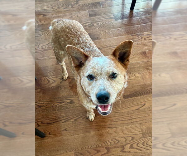 Medium Photo #3 Mutt Puppy For Sale in Garden City, NY, USA