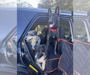 Omen  - Located in FL - Female Mutt Dog for Adoption - Photo #6