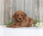 Small Photo #6 Goldendoodle-Poodle (Miniature) Mix Puppy For Sale in HONEY BROOK, PA, USA