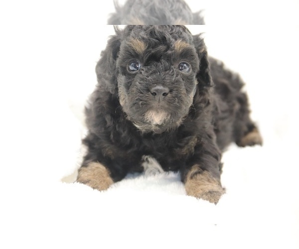 Medium Photo #5 Cockapoo Puppy For Sale in RIPLEY, TN, USA