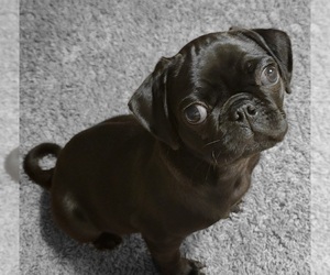 Pug Puppy for sale in WILMINGTON, NC, USA