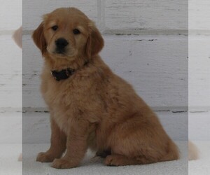 Golden Retriever Puppy for sale in FREDERICKSBURG, OH, USA
